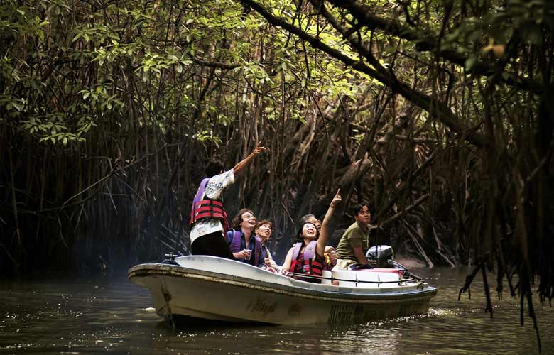 Mangrove_tour